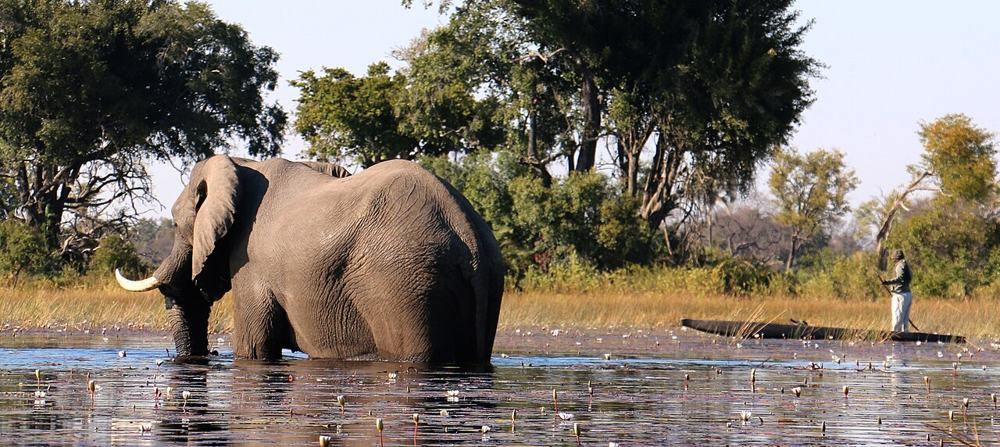 Un elefante in mezzo all’acqua, con una canoa sullo sfondo