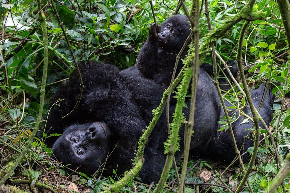 Due gorilla nella vegetazione fitta di Bwindi