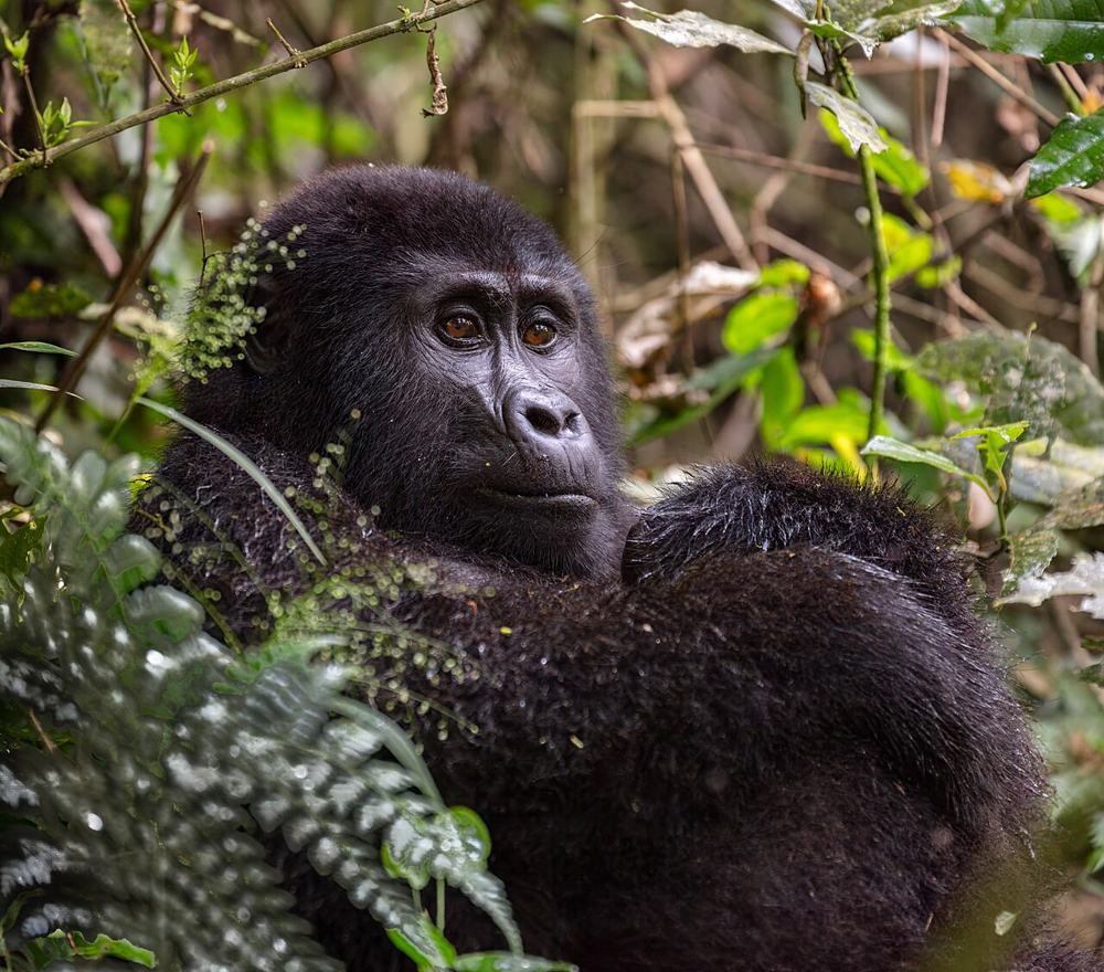 Un gorilla seduto tra le felci