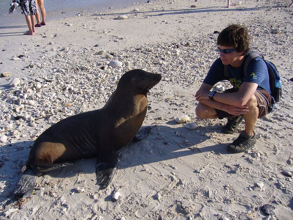 Un leone marino sulla spiaggia, per niente spaventato