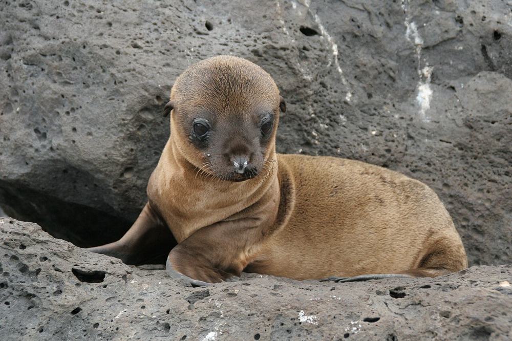 Un cucciolo di leone marino tra le rocce