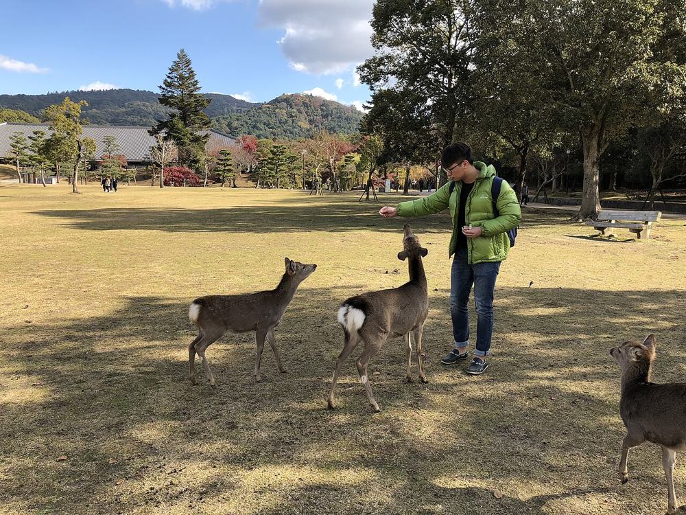 I cervi di Nara che aspettano i cracker