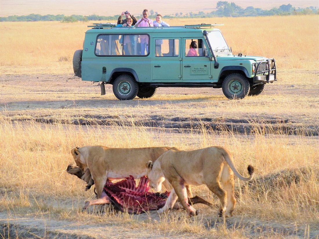 La leonessa a pochi metri dalla jeep