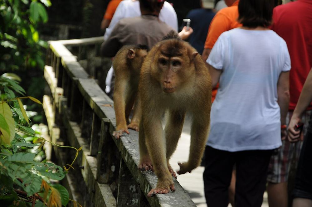 Un macaco che passeggia sulla passerella in mezzo ai turisti