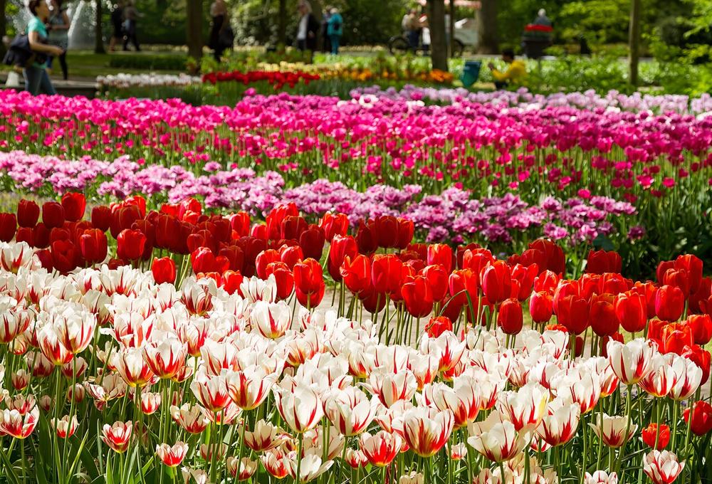 Le aiuole di tulipani al Keukenhof, con la gente sullo sfondo