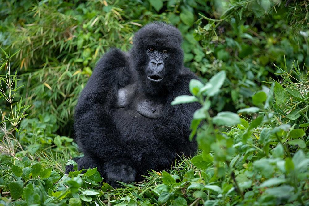Un giovane gorilla seduto tra le foglie
