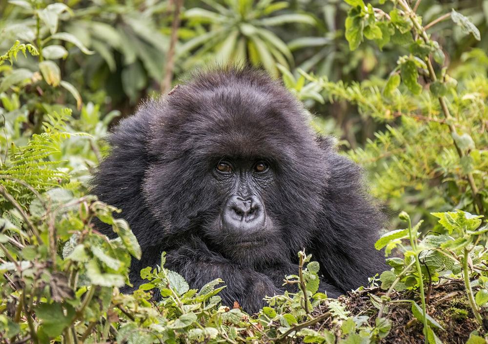 Un gorilla che guarda dritto verso di noi dalla vegetazione