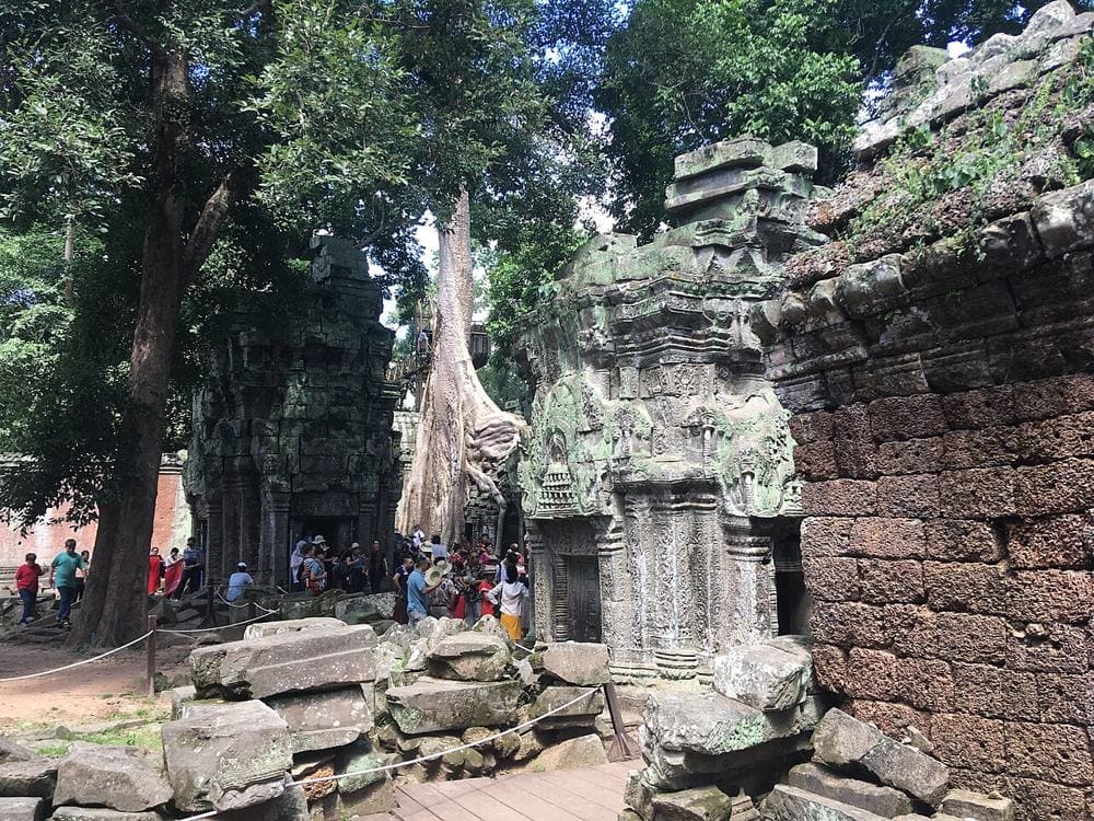 Le radici sulle rovine di Ta Prohm