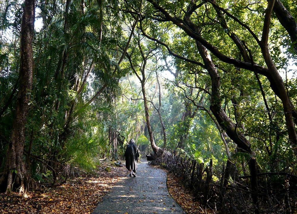 Il sentiero nella foresta bagnata dagli spruzzi